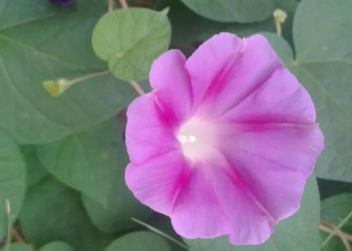 Guest house El Molino Calanda